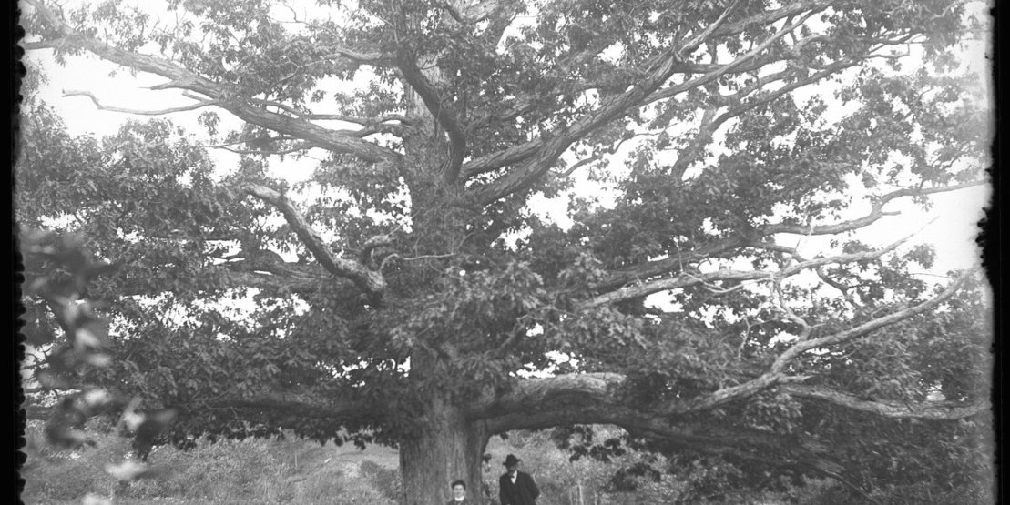Wellis Tree Willet's Tree and Group, Woodbury, Long Island · Brooklyn Museum