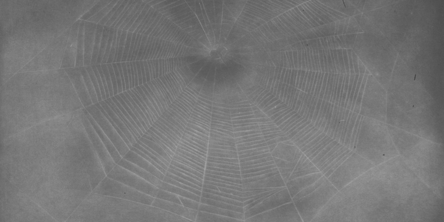[Untitled] Web #3 · Brooklyn Museum
