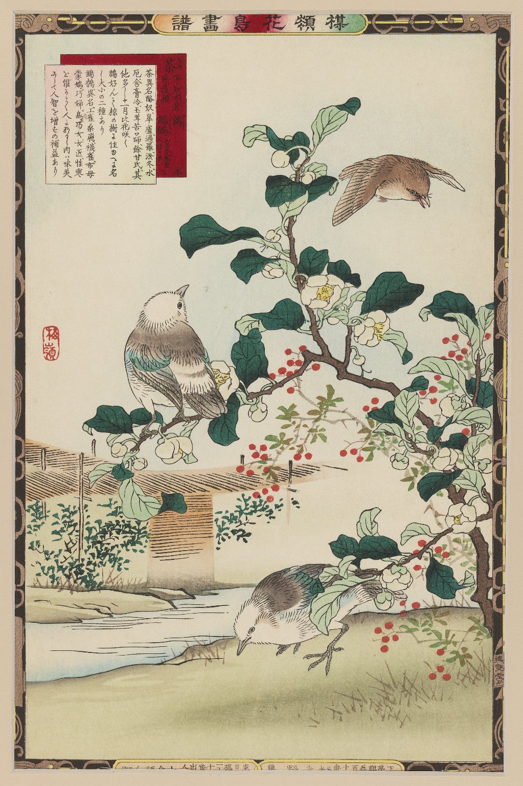 Tea Plant Blossoms (Camellia sinensis) and White-cheeked Starling