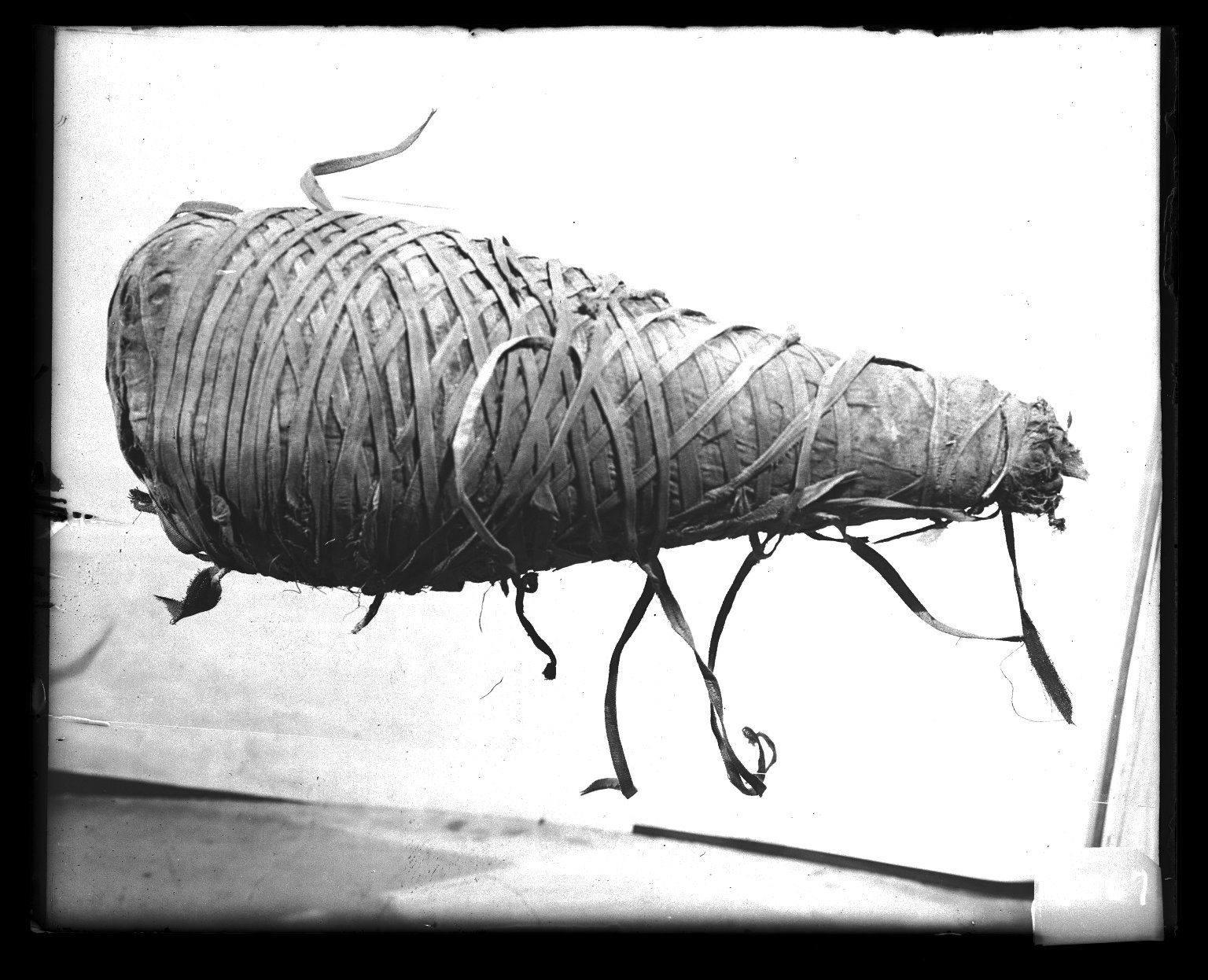 Ibis Mummy