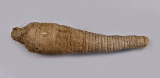 Hawk Mummy