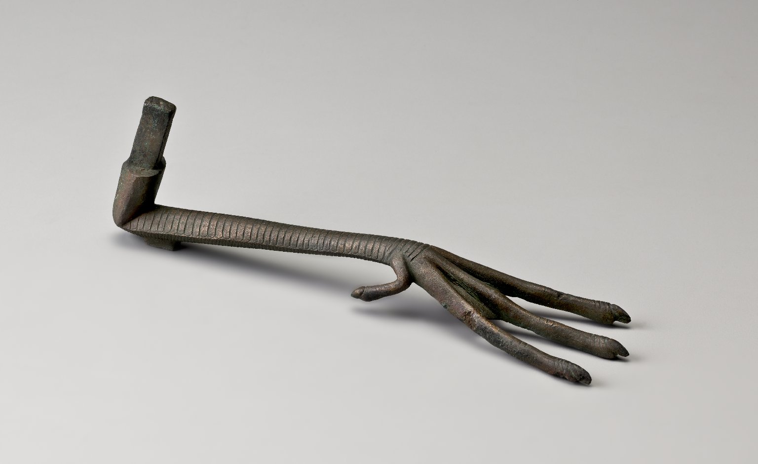 Ibis Leg and Foot