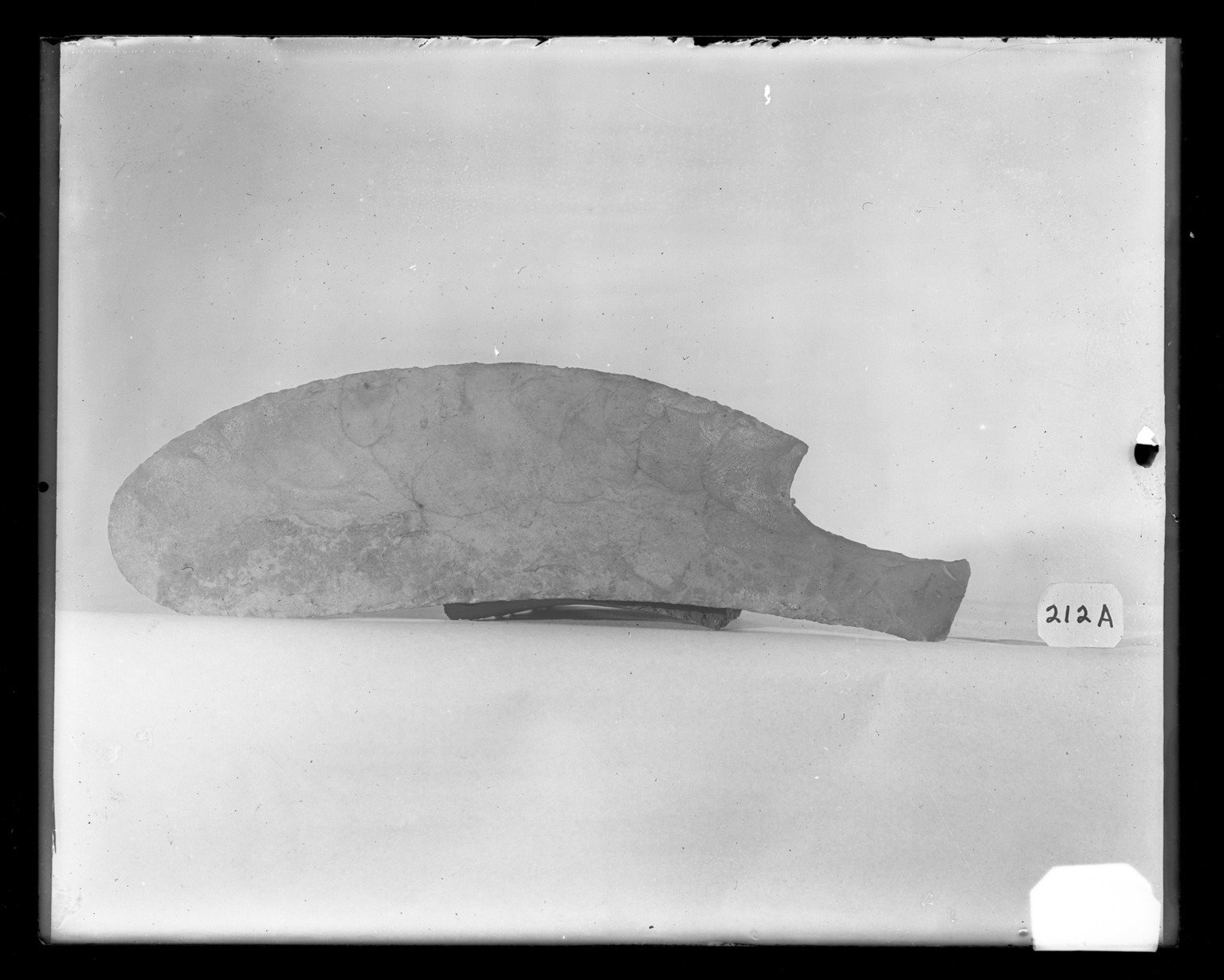 Curved Knife