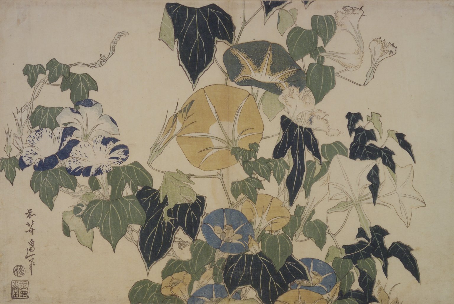 Morning Glories and Tree Frog, from an untitled series known as