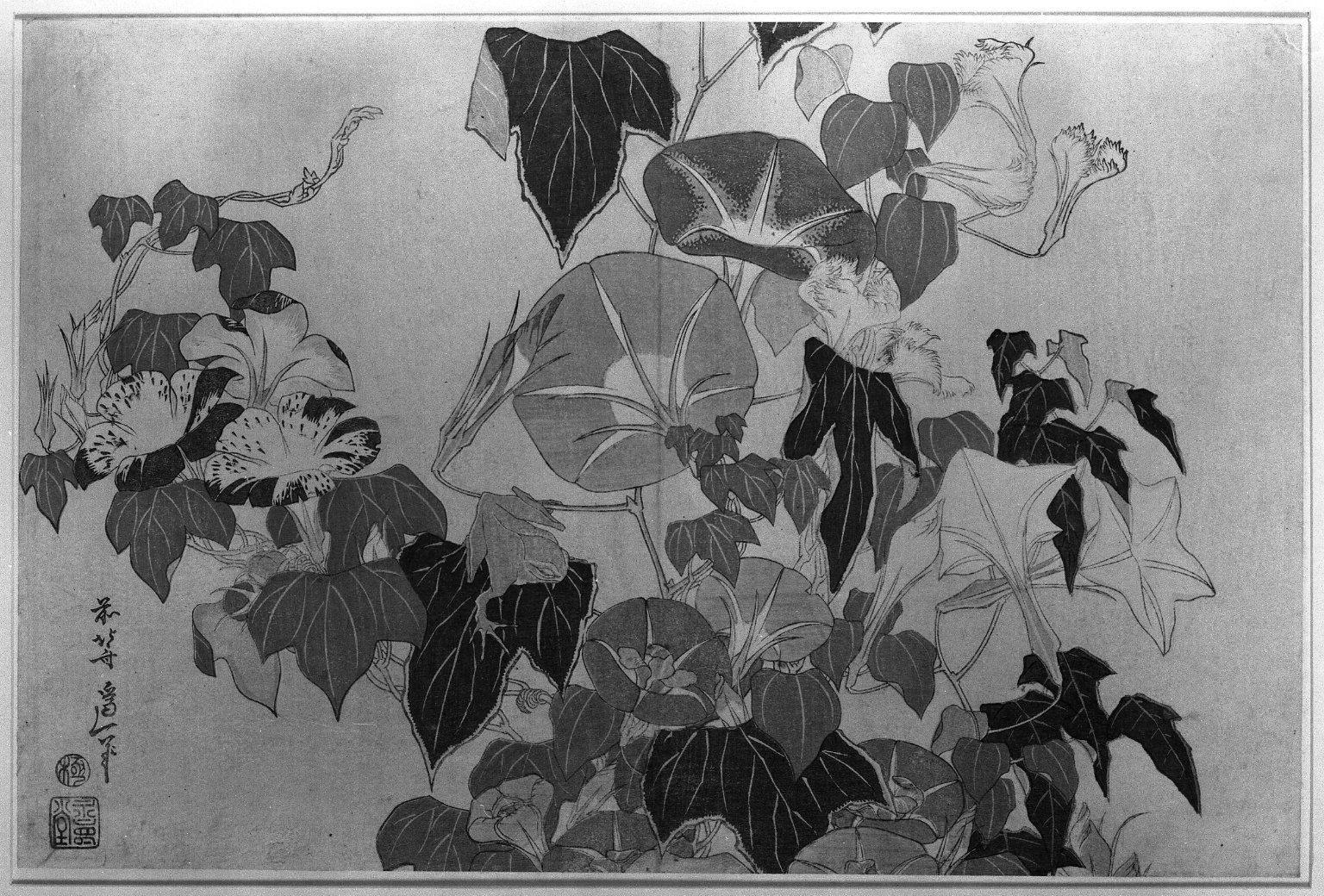Morning Glories and Tree Frog, from an untitled series known as