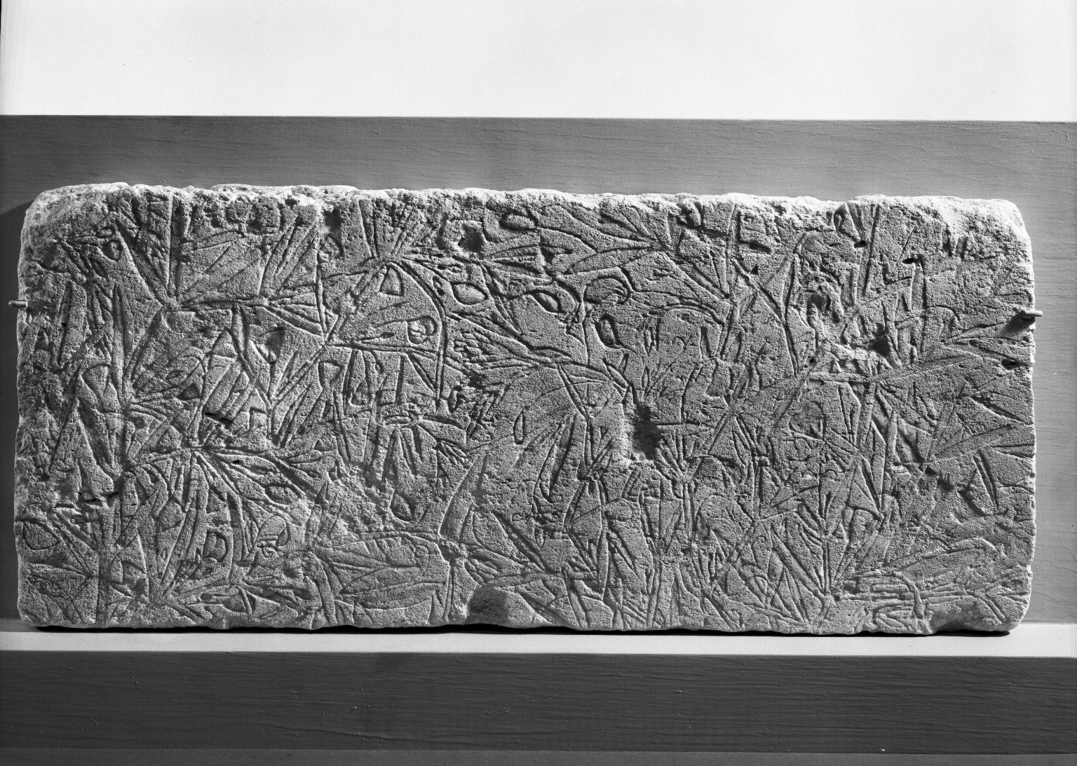 Relief of Vetch Plant