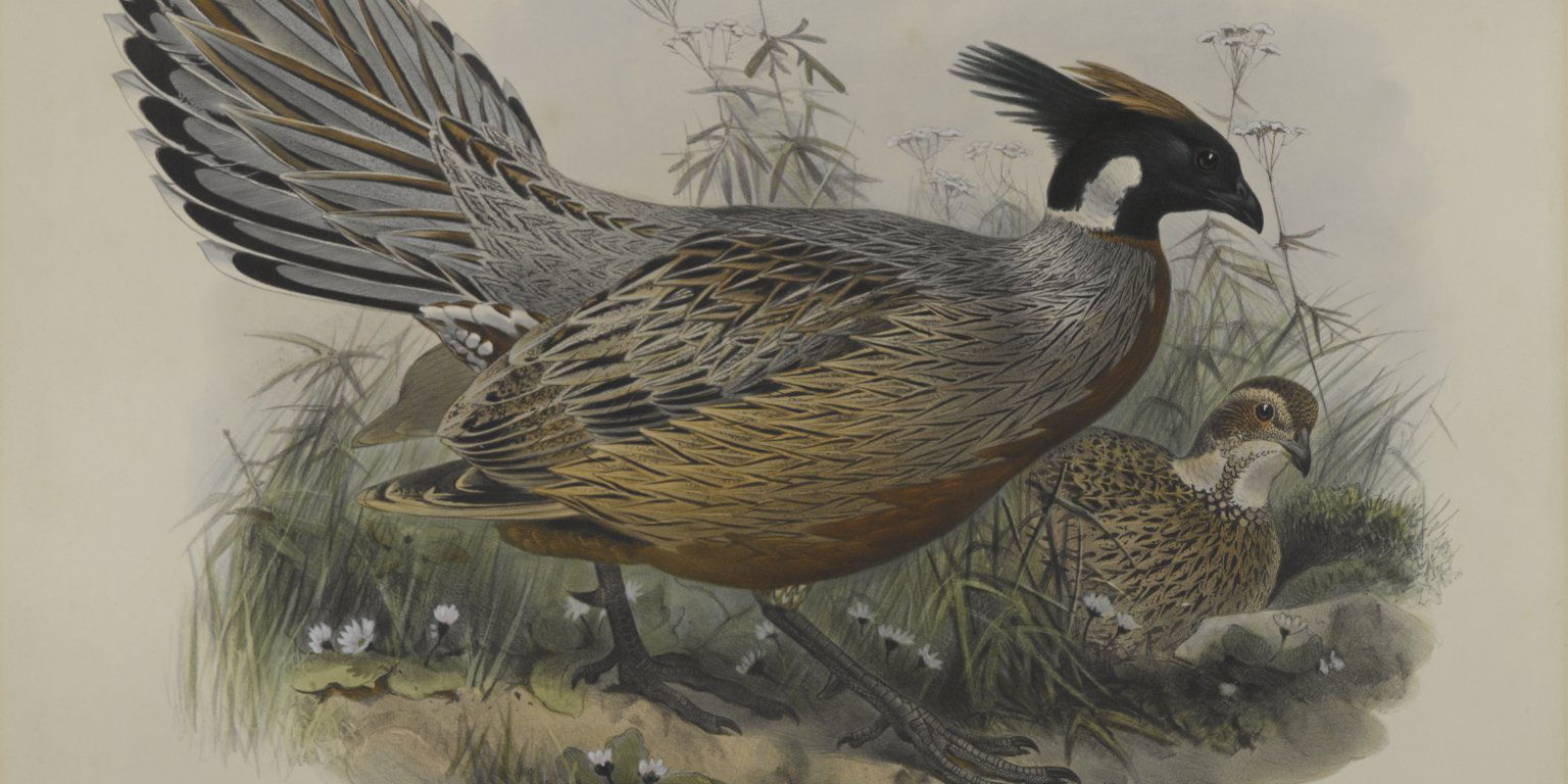 Pucrasia Darwini · Brooklyn Museum