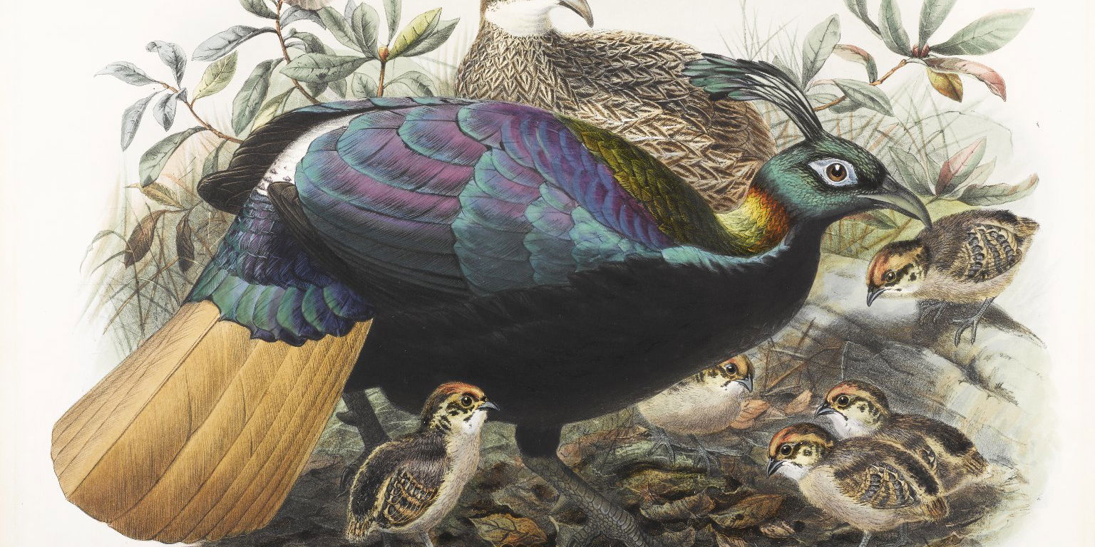 Lophophorus Impeyanus · Brooklyn Museum