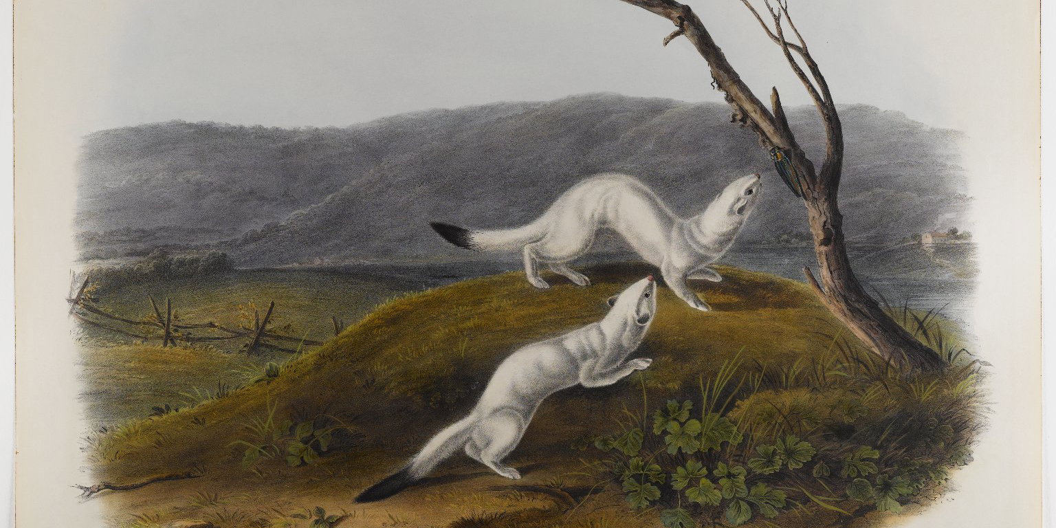 Little Nimble Weasel · Brooklyn Museum
