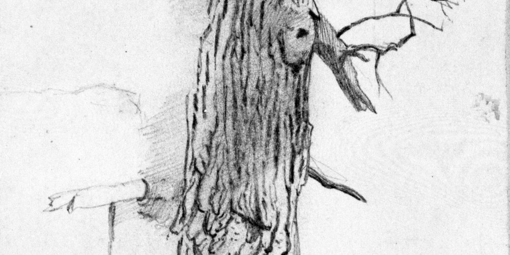 Tree Study Drawing Tree Study · Brooklyn Museum