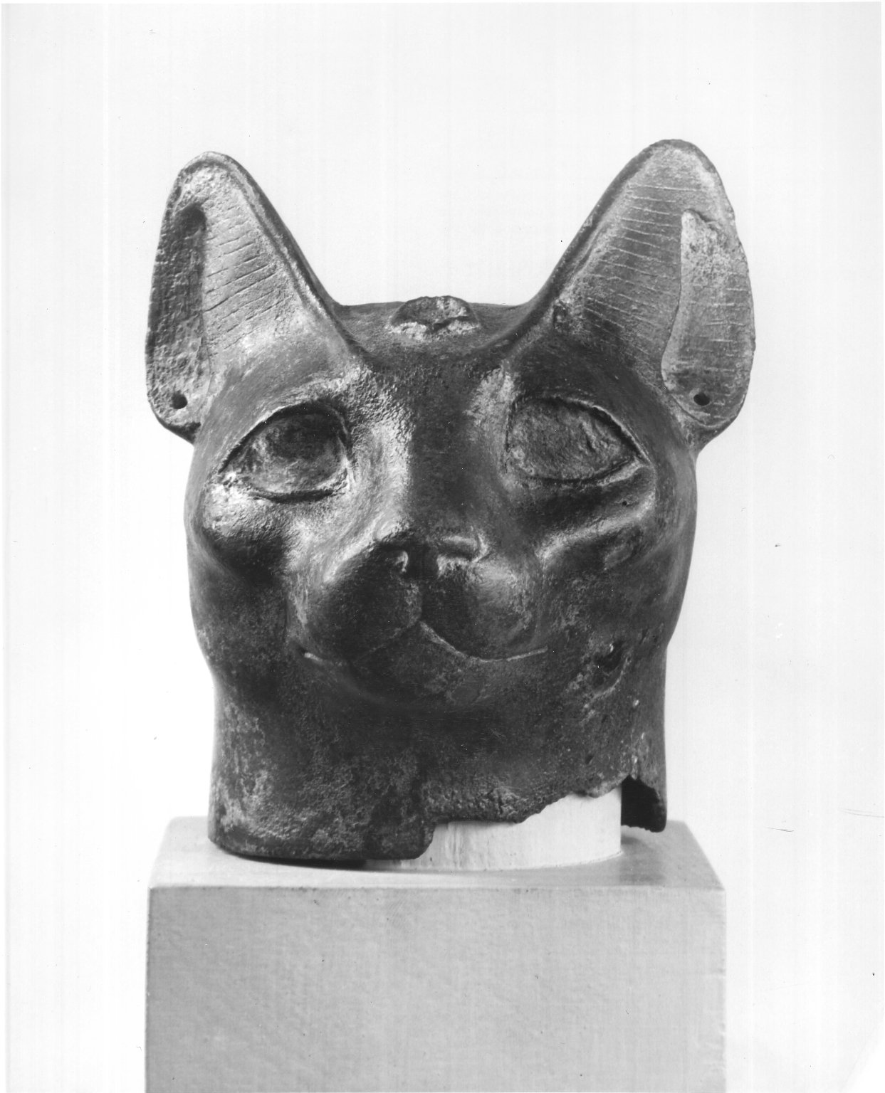 Head of a Cat