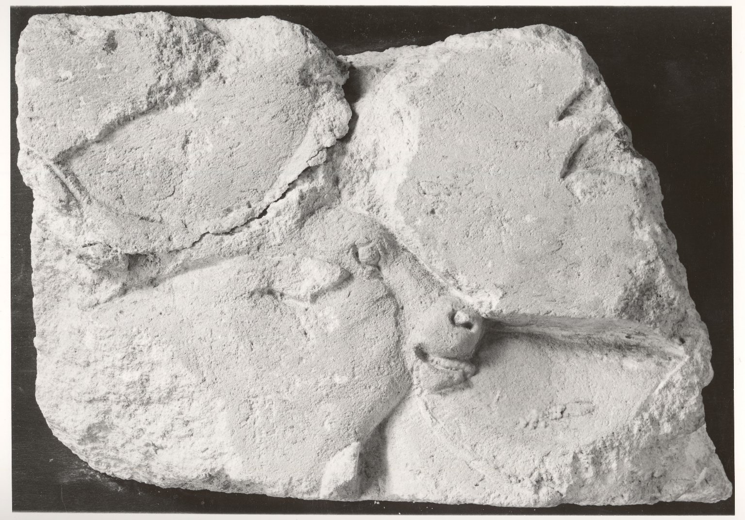 Block with the Head of a Bull in Sunk Relief