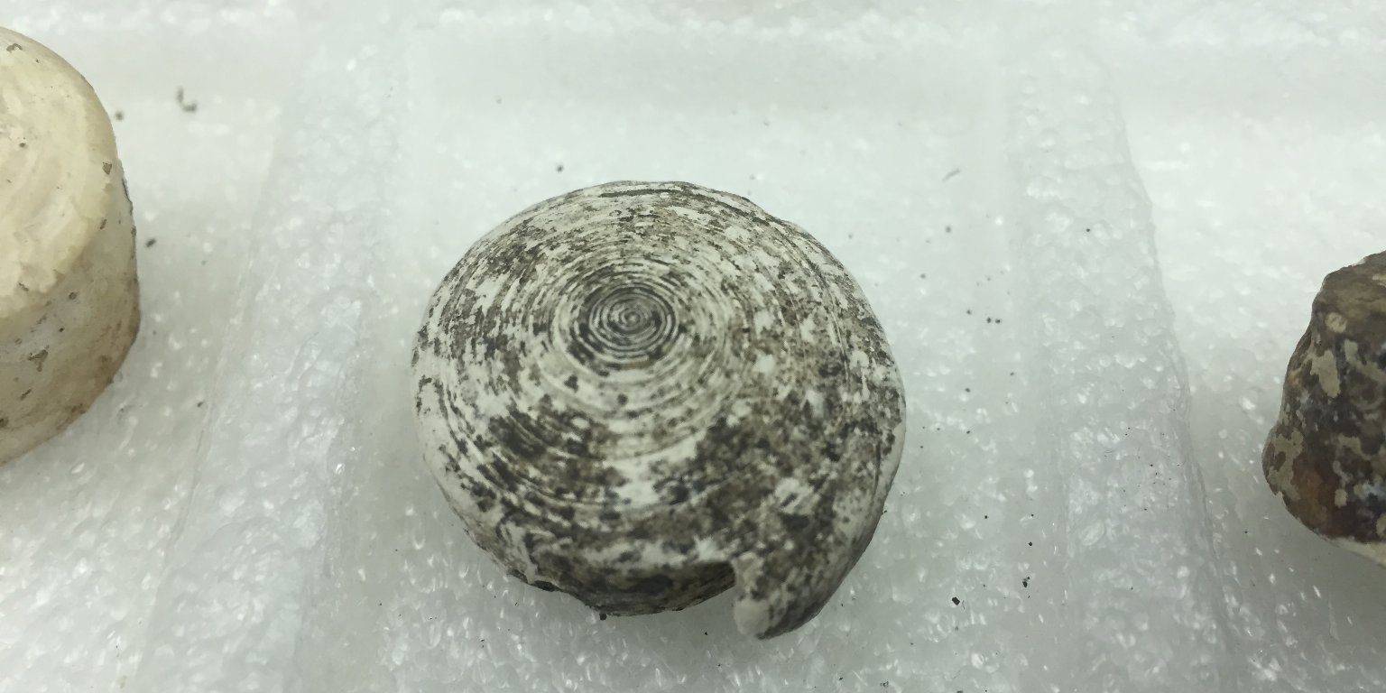 Modiom Shell Snail Shell · Brooklyn Museum