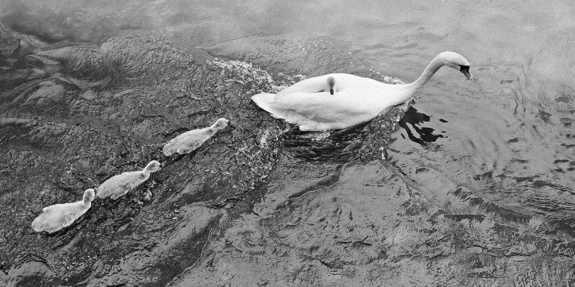 swans-switzerland-brooklyn-museum